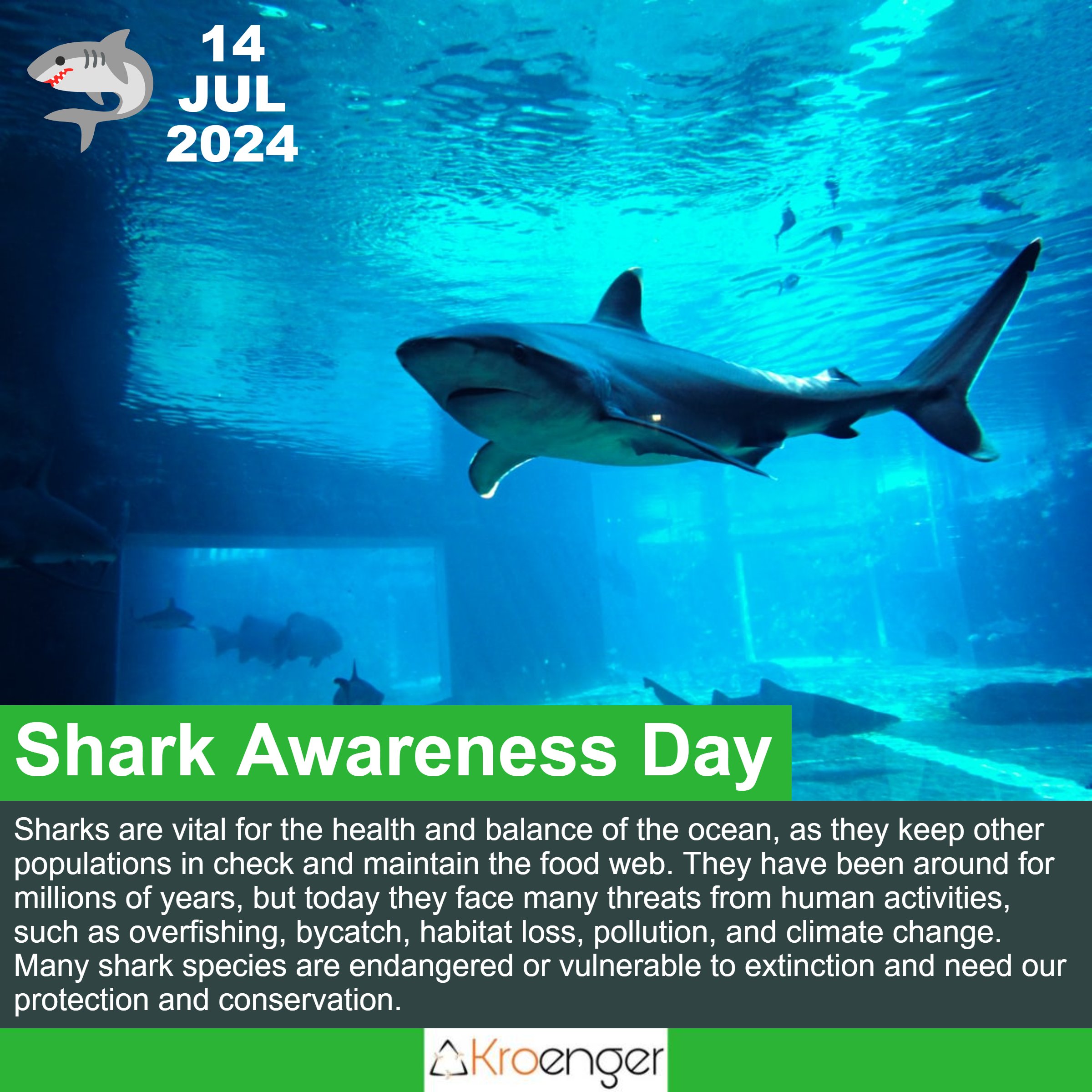 Shark awarness day